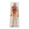 Blood Circulatory System model