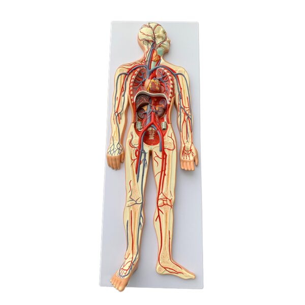 20058 Blood Circulation System (1) Blood Circulatory System model