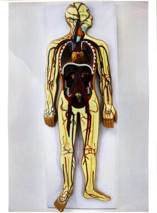 20058 Blood Circulation System (2) Blood Circulatory System model
