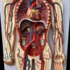 Blood Circulatory System model
