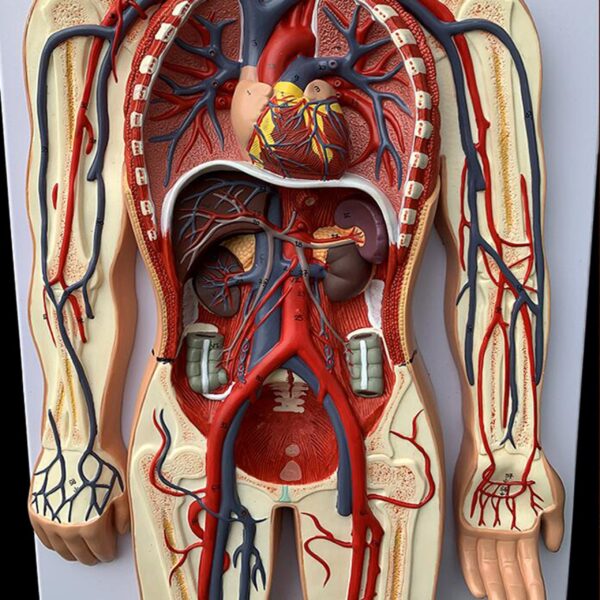 20058 Blood Circulation System (3) Blood Circulatory System model