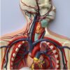 Blood Circulatory System model