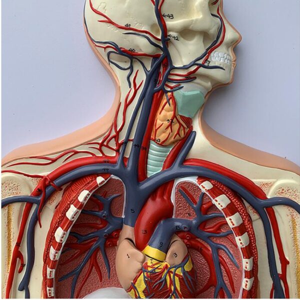 20058 Blood Circulation System (4) Blood Circulatory System model