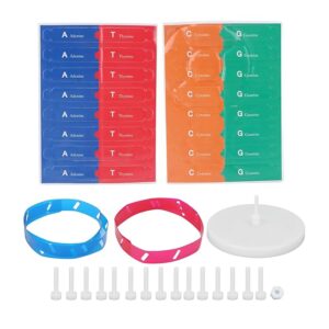 DNA Model (DIY)