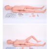 Male Female Nursing Training Teaching Model